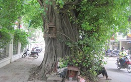 Những cây bồ đề ngàn tuổi giữa Hà Nội 