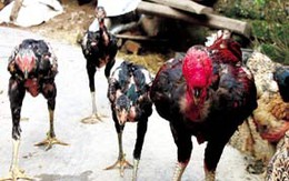 Về Thuận Thành, chiêm ngưỡng gà “khổng lồ”