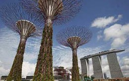 Rừng cây khổng lồ "mọc" giữa thành phố
