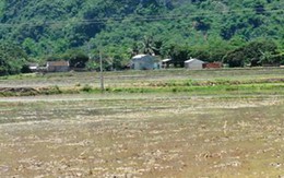Người đàn ông chết bất thường dưới ruộng