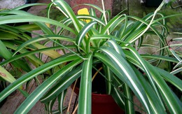Trồng cây gì trong phòng ngủ?