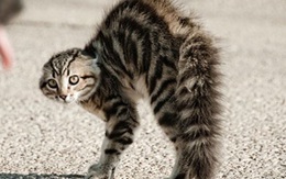 Nhét mèo vào lò vi sóng để "trả thù" hàng xóm