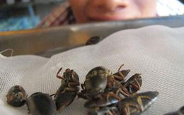 Đổ xô lùng mua “sung dược” 