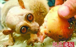 Thực hư "quái vật" tại ruộng dưa 