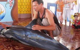 Cá voi nặng gần 100kg dạt vào bờ