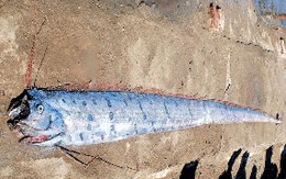 Bắt được 'cá lạ' khổng lồ ở Thanh Hóa