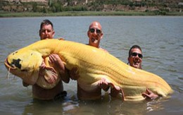 Cá trê bạch tạng gần... 90kg !