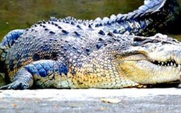 Cá sấu ăn thịt bé trai 14 tuổi