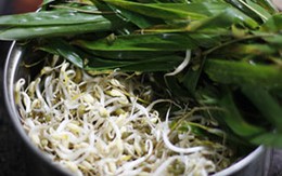 Giá đỗ tự làm, vừa dễ vừa sạch