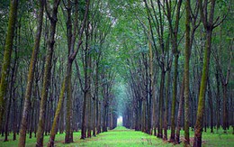 "Bóng ma đồi bại" trong rừng cao su