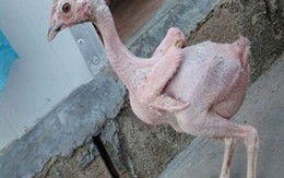 Chú gà nổi tiếng nhất thế giới !