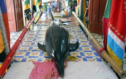Chờ cá heo chết để thờ