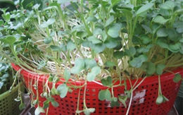 Trồng rau mầm trong nhà phố