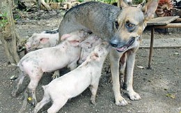 Chó mẹ cho đàn lợn con... bú