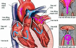 Nghiên cứu dự báo nguy cơ tim mạch