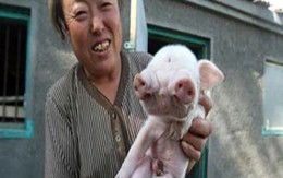 Kỳ lạ lợn có 2 mõm 