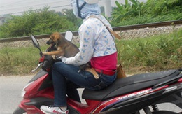'Xiếc thú' trên quốc lộ