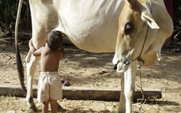 Mẹ đi làm xa, bé trai sống nhờ bú… bò cái