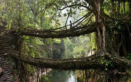 Cầu bằng rễ cây độc nhất hành tinh