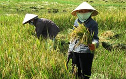 Trước tin đồn lúa P6 gây ung thư và vô sinh: Nông dân thiệt hại