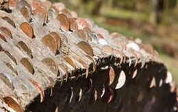 Tiền mọc bí ẩn trên cây 