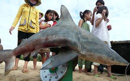 6 cá mập liên tiếp sa lưới ngư dân
