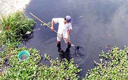 TP Hồ Chí Minh: Đối phó với loăng quăng