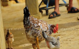 Ngon lạ đặc sản gà chín cựa