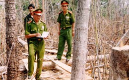 Cần ngăn chặn nạn phá rừng thông tìm huỳnh đàn