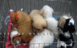 Xóa sổ lễ hội ăn thịt chó 