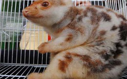 Xôn xao thú lạ 