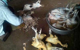 Gà nhuộm chất gây ung thư