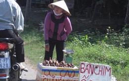 Công nghệ "lên hàng" chim nhà thành chim trời  