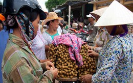 Ngọt ngào mùa nhãn 