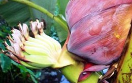 Sêri chuyện 'chuối' ở Việt Nam