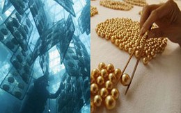Lóa mắt đảo ngọc trai vàng quý hiếm