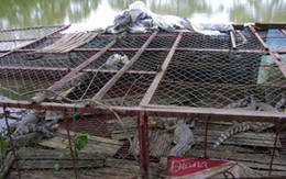 Người Hà Nội có thể bị... cá sấu ăn thịt