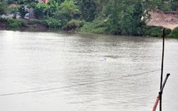 Cá heo 'nhảy múa' trên sông