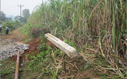 Không hợp đồng, chết tập thể