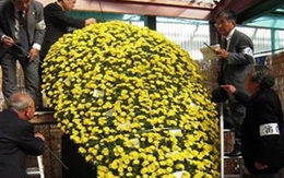 Kỳ lạ cây cúc nở hơn 4.000 bông
