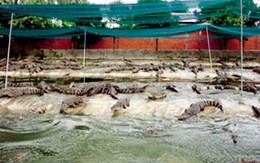 Trang trại triệu đô của “vua cá sấu”