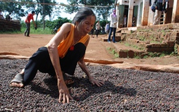 Tối hậu thư “bắt cóc đi cầy”