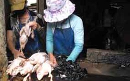 Đột nhập nơi “giam” nhà báo trong xưởng vịt
