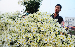 Ngây ngất mùa cúc họa mi