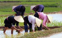 Dân số và lao động nông thôn trước thềm CNH-HĐH