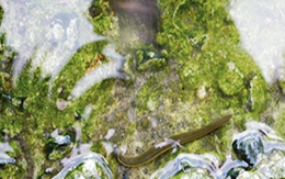 Mỗi tuần 7 chuyện