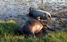 Hai con trâu chết do điện giật