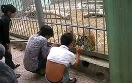 Choáng với cảnh xỉa răng hổ vườn thú