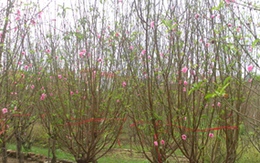 Đào Nhật Tân hồi hộp chờ Tết