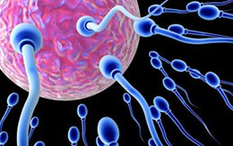 "Người hùng tinh trùng" bị buộc ngừng hiến 